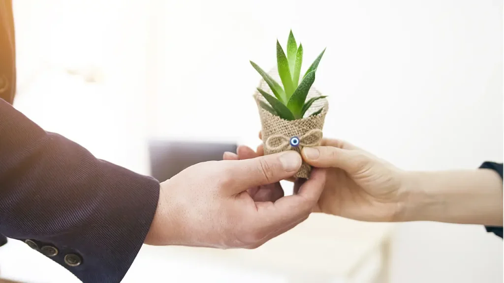 Plant gift giving: an example of a personalized gift